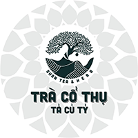 Trà Shan Tuyết Cổ Thụ